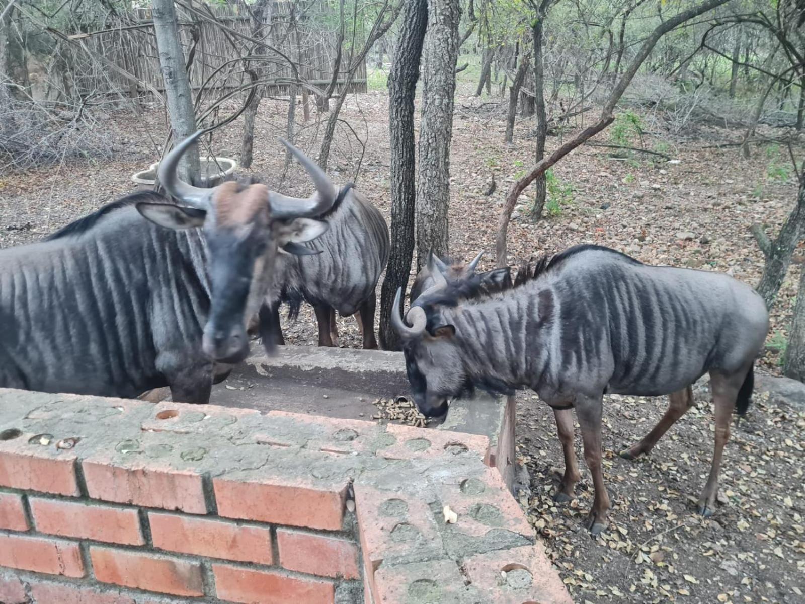 Singwe Private Safari Lodge Kruger Marloth Park Exterior photo