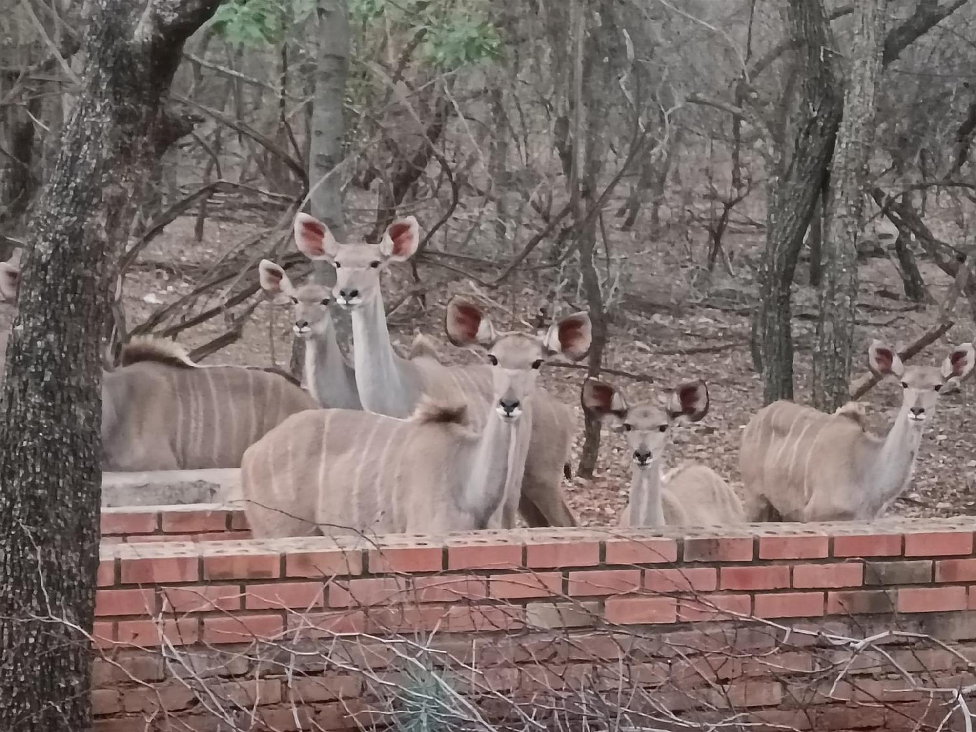 Singwe Private Safari Lodge Kruger Marloth Park Exterior photo