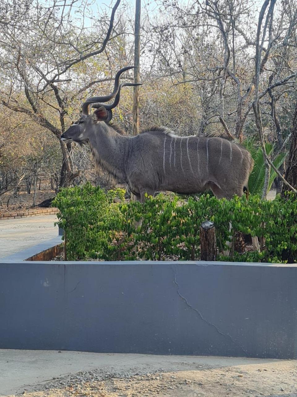 Singwe Private Safari Lodge Kruger Marloth Park Exterior photo