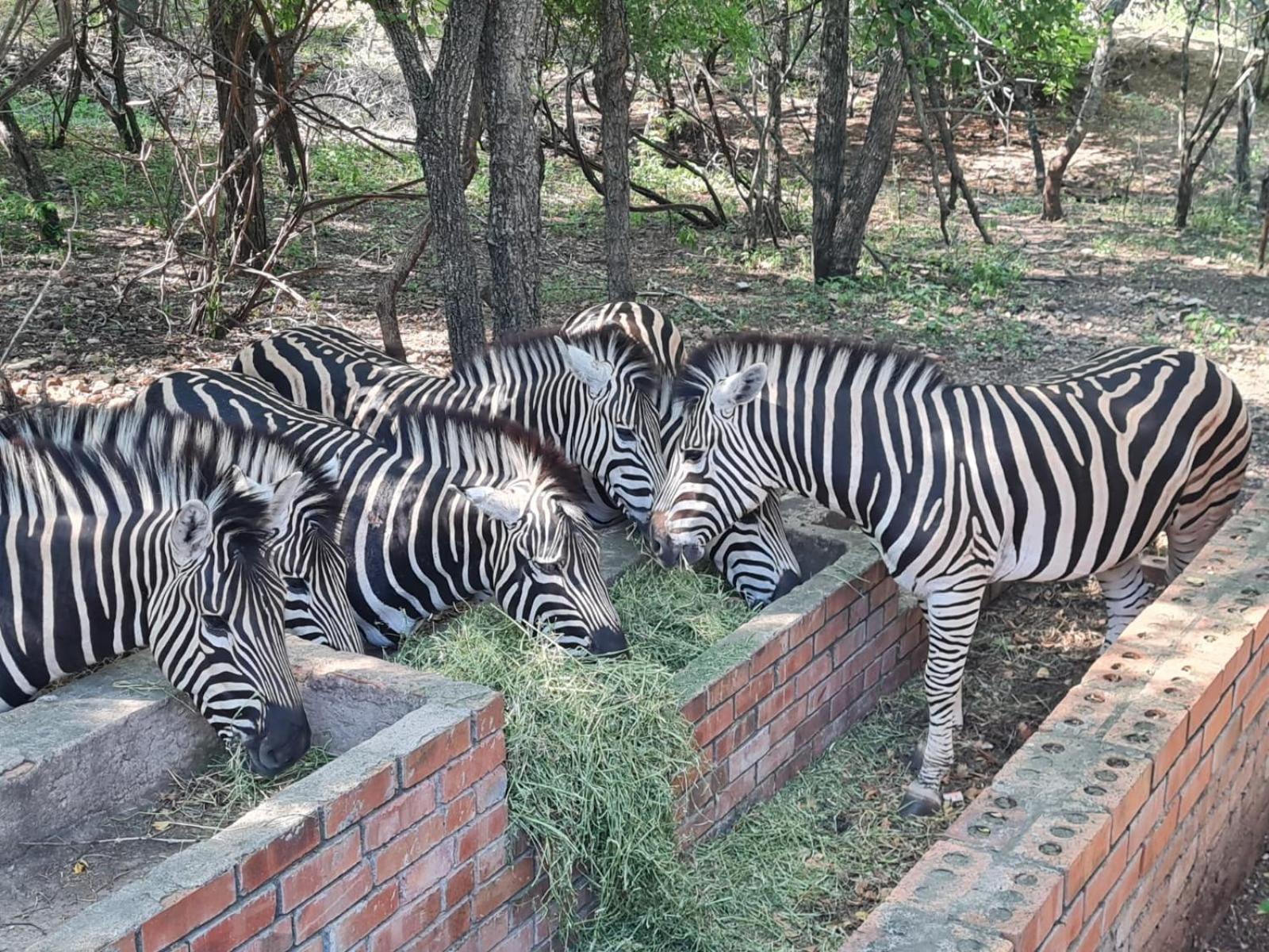 Singwe Private Safari Lodge Kruger Marloth Park Exterior photo